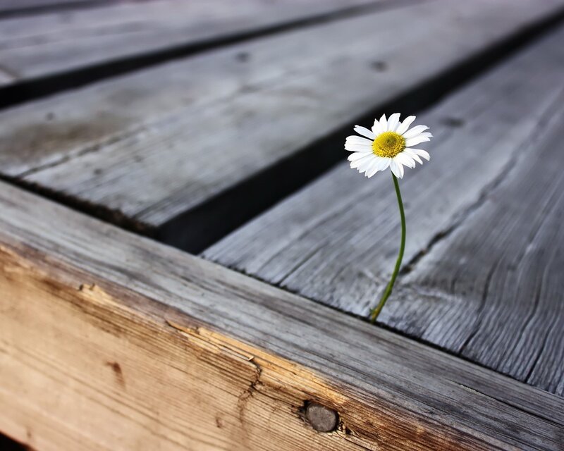 Daisy Growing Through Wood — White, Serene, Photograph