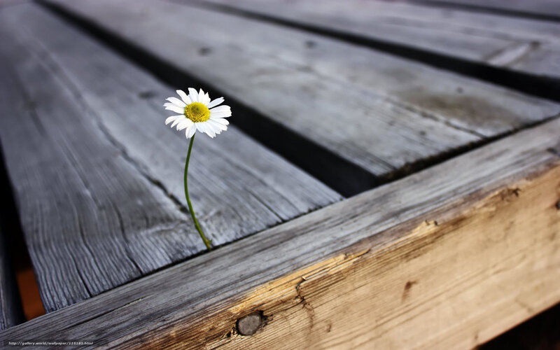 Daisy Growing Through Wood — White, Serene