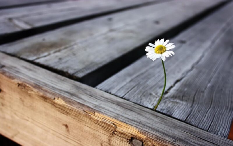 Daisy Growing Through Wood — White
