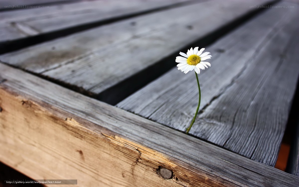 daisy growing through wood