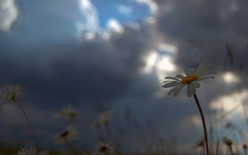 Daisy in a cloudy field