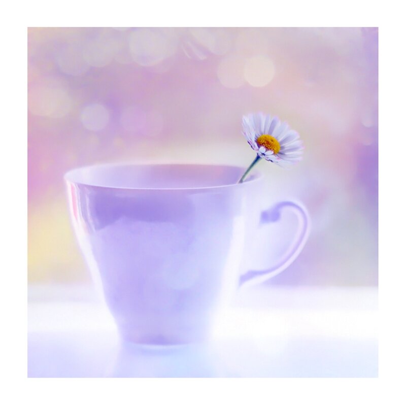 Daisy in a Cup