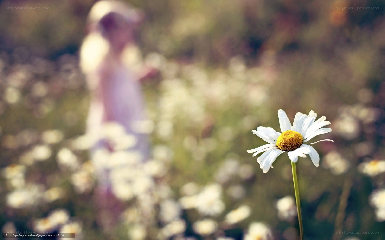 daisy in a field