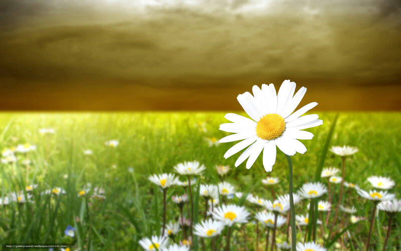 Daisy in a Field — Green