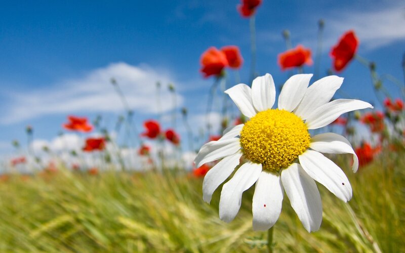 Daisy in a field of poppies