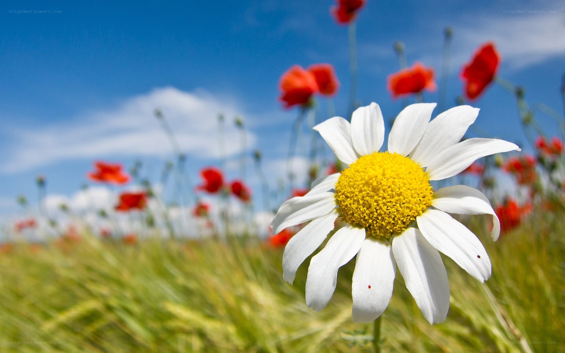 Daisy in a field of poppies