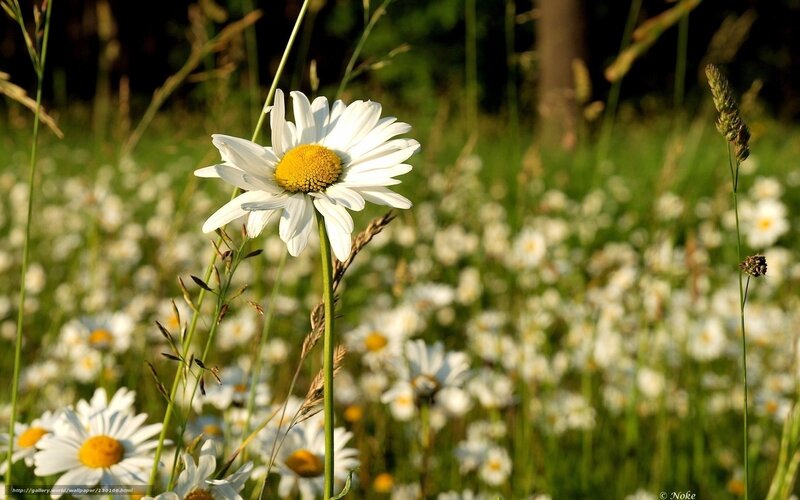 Daisy in a Field — White, Serene, Afternoon