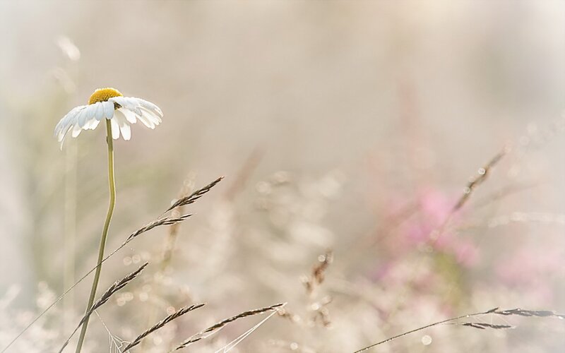 Daisy in a Field — White, Serene, Morning