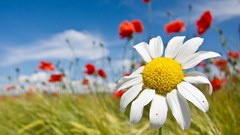 Daisy in a Field — White, Serene, Summer, Photograph, Poppies