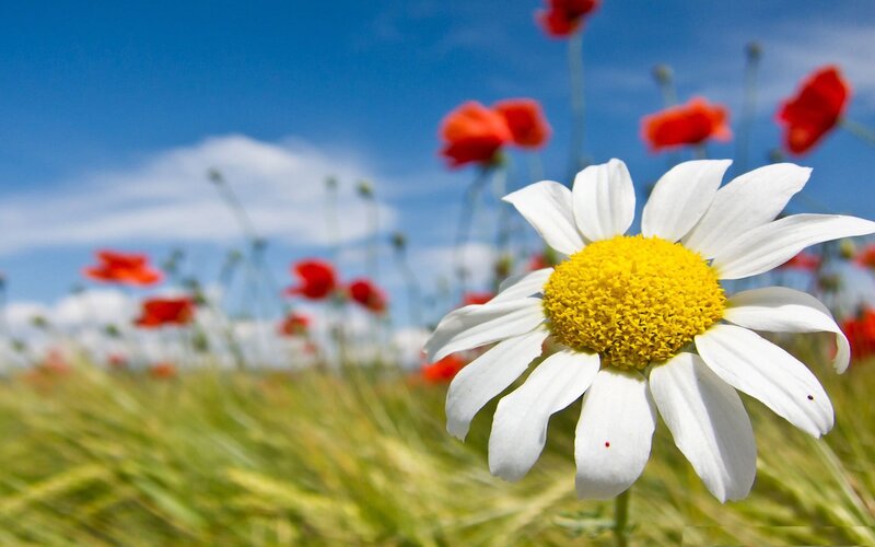 Daisy in a Field — White, Serene, Summer, Photograph