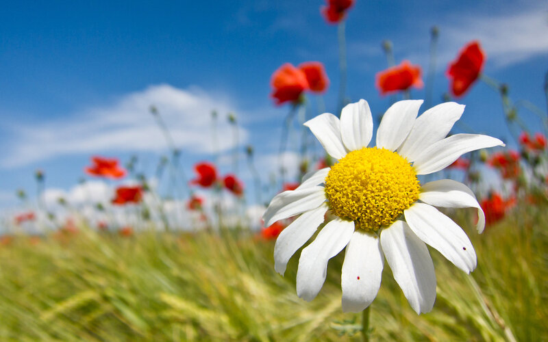 Daisy in a Field — White, Serene, Summer