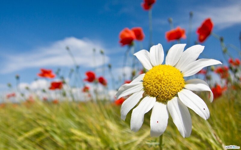 Daisy in a Field — White, Serene