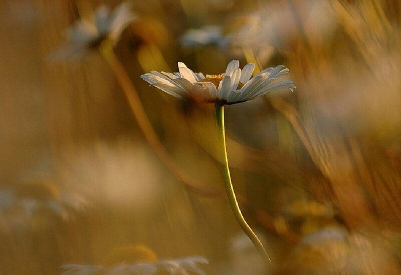 Daisy in a Field — White