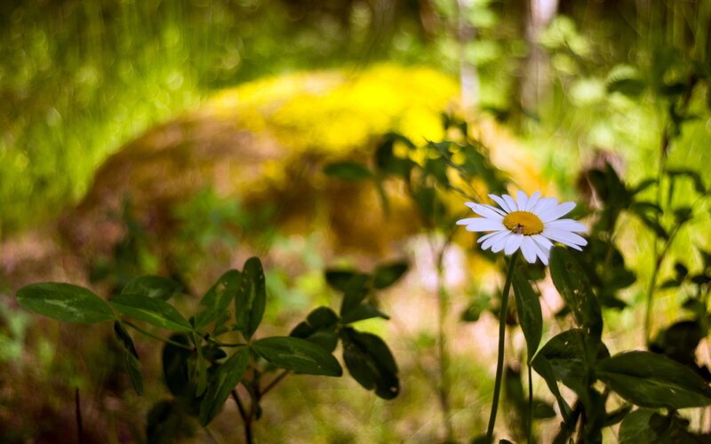 Daisy in a forest clearing