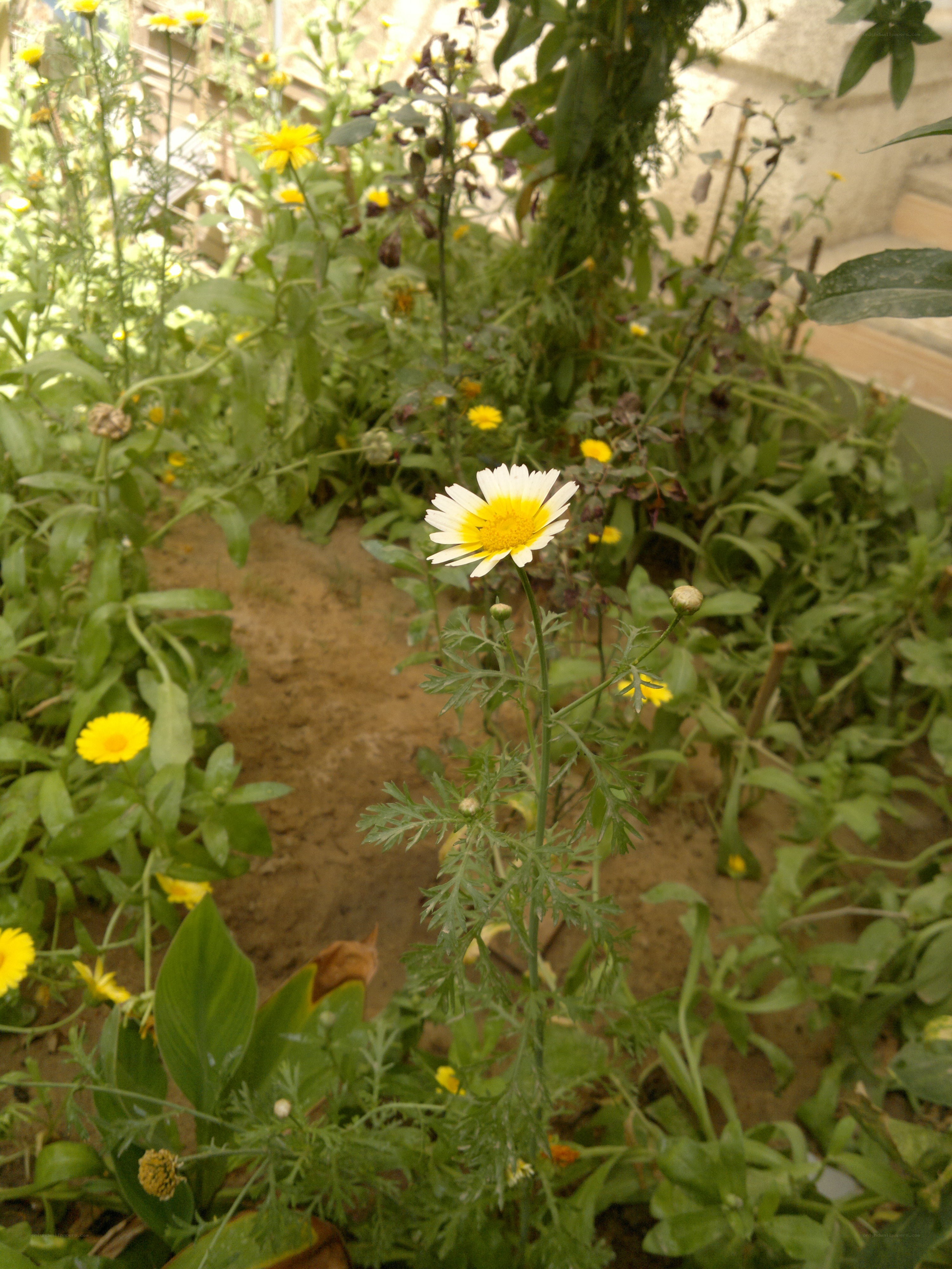 daisy in a garden