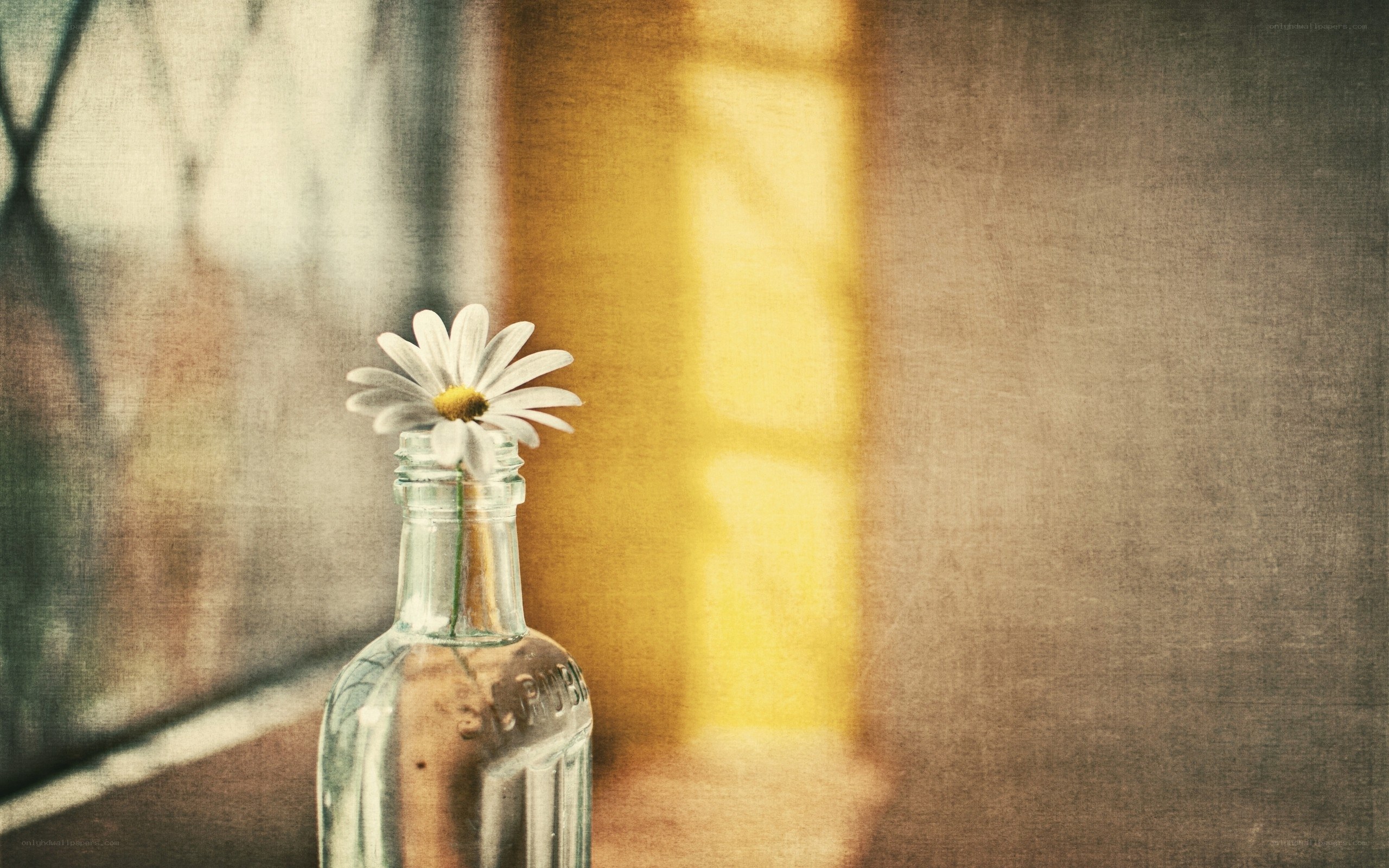 daisy in a glass bottle
