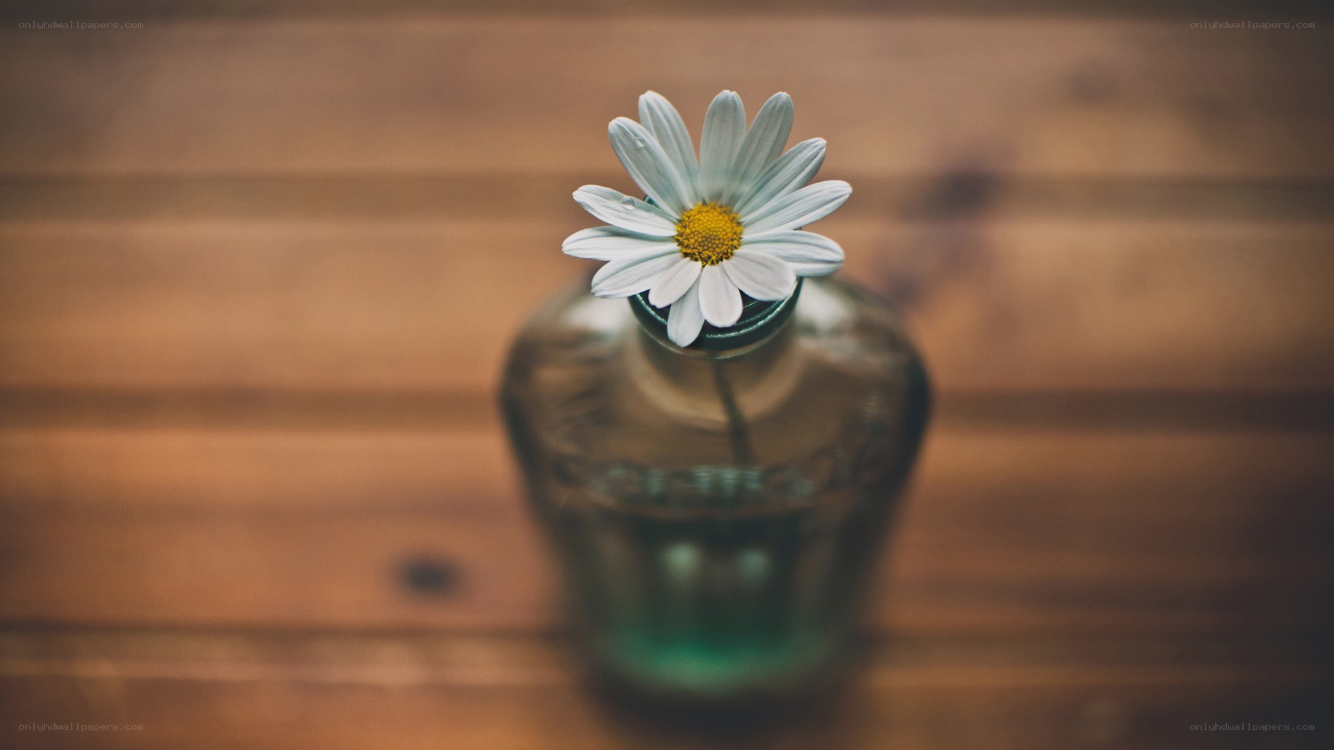 daisy in a glass bottle
