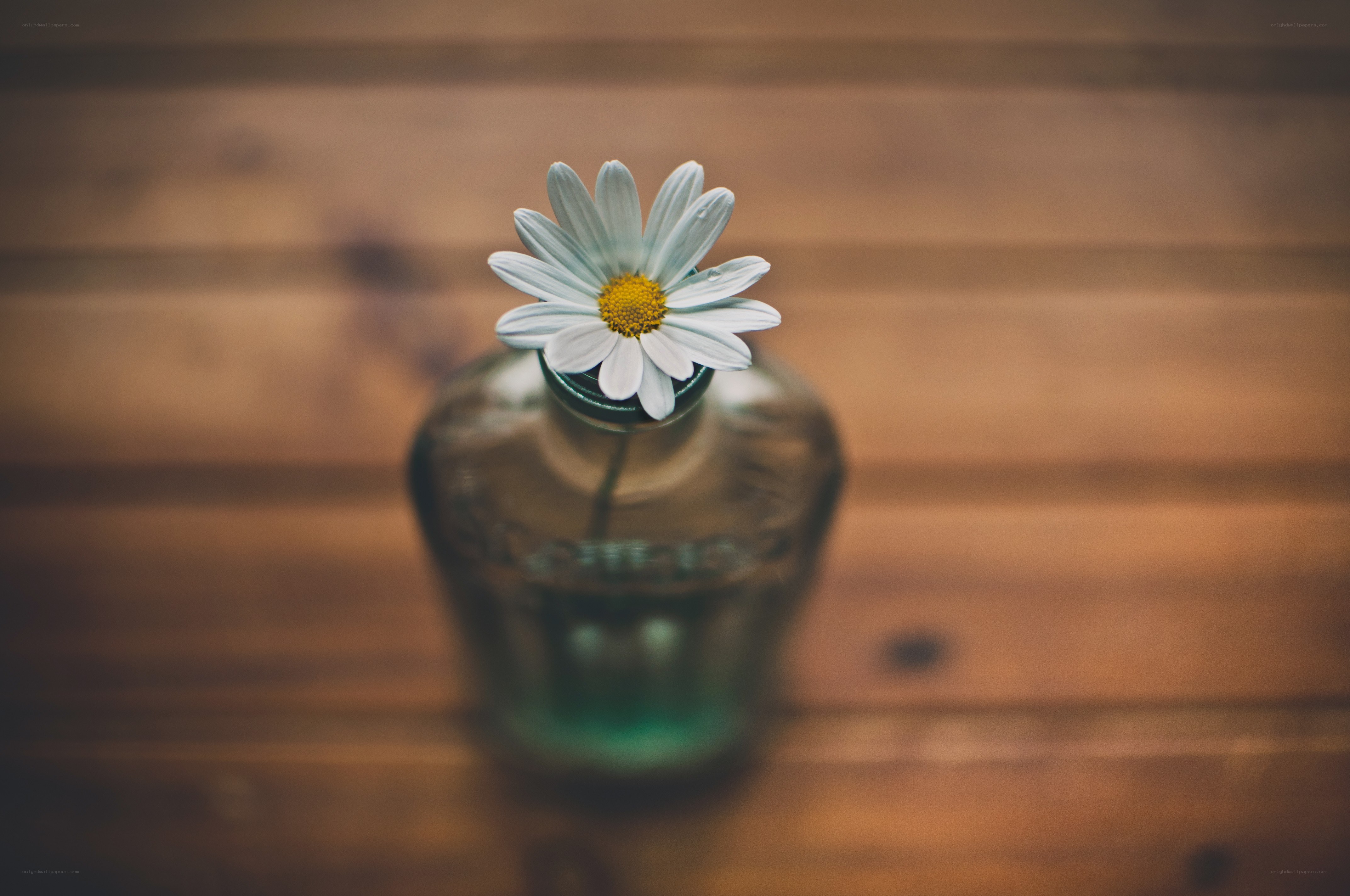 daisy in a glass bottle