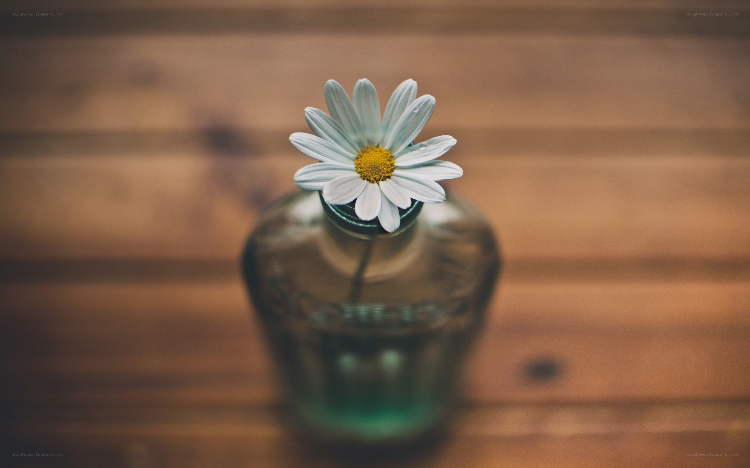 daisy in a glass bottle