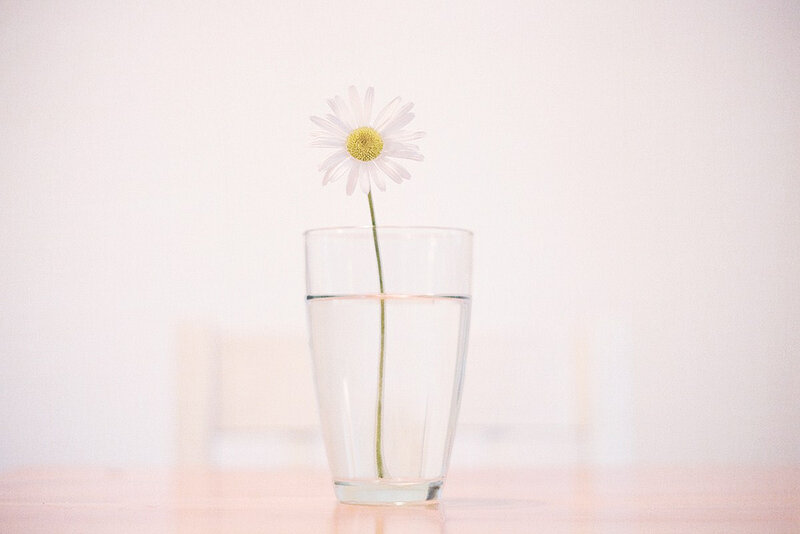 Daisy in a Glass