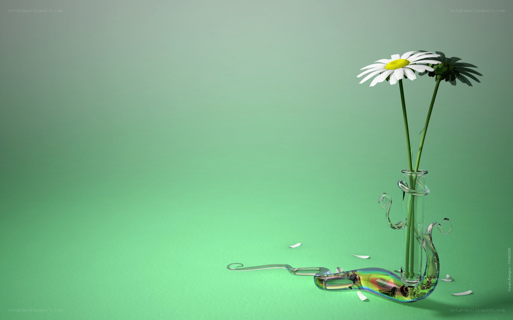 Daisy in a glass vase
