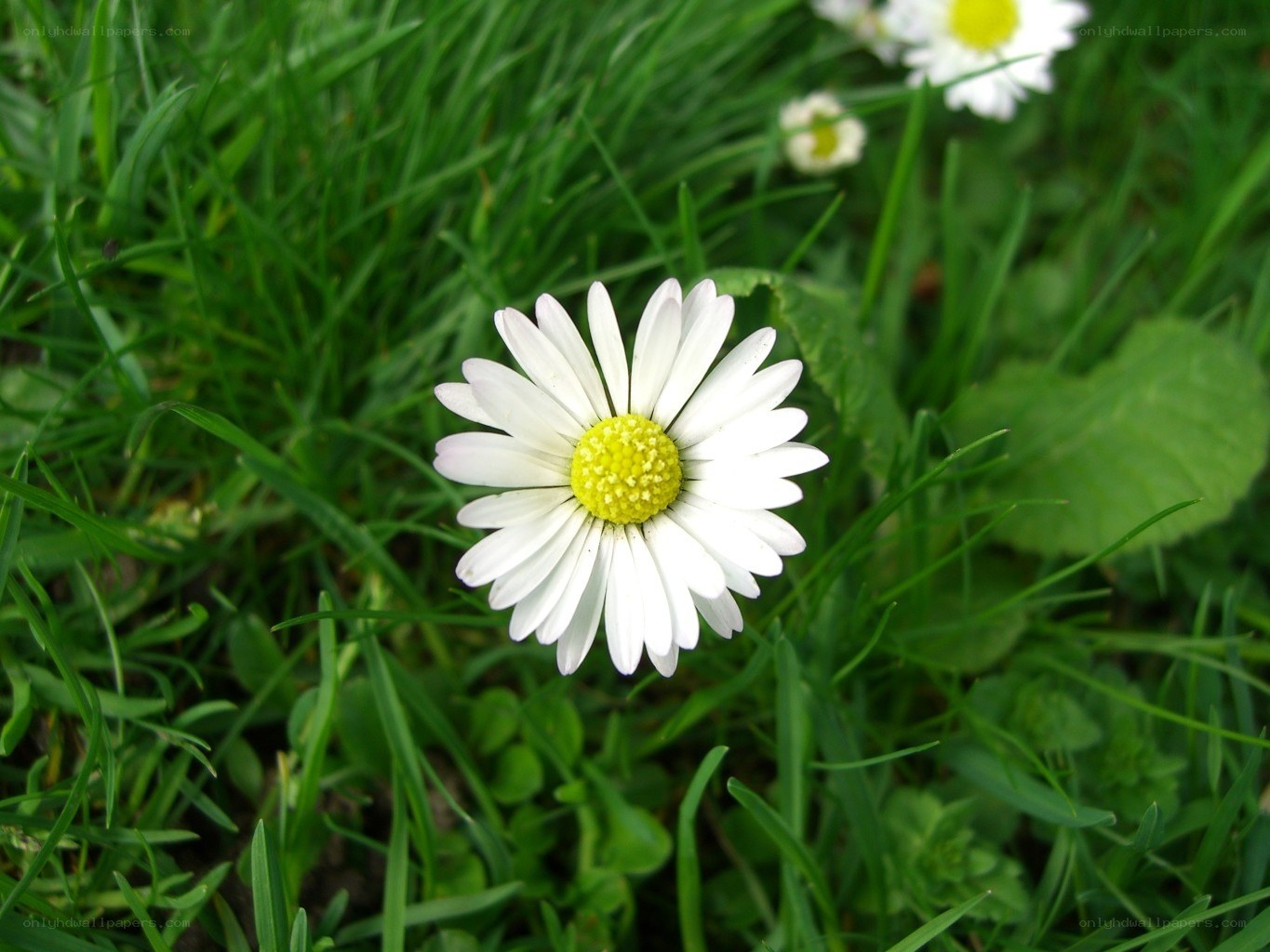 Daisy in a grassy field