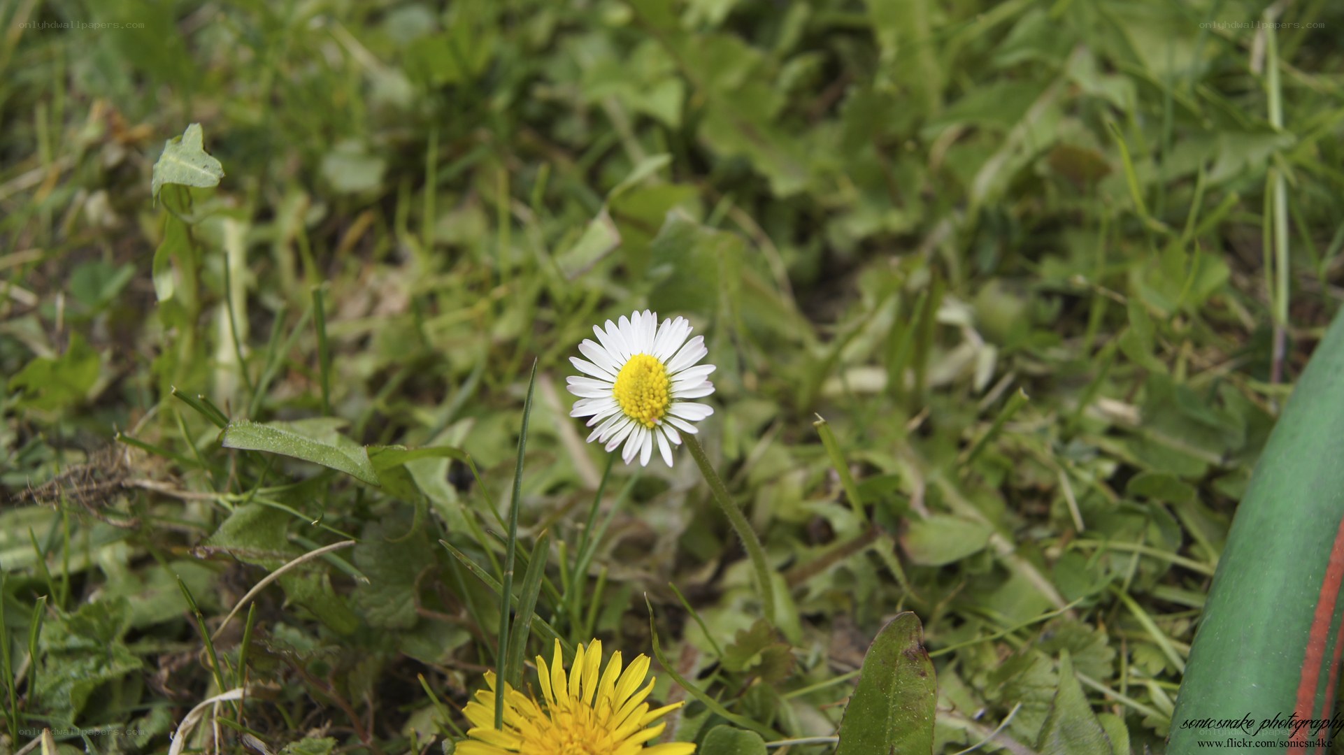 Daisy in a grassy field