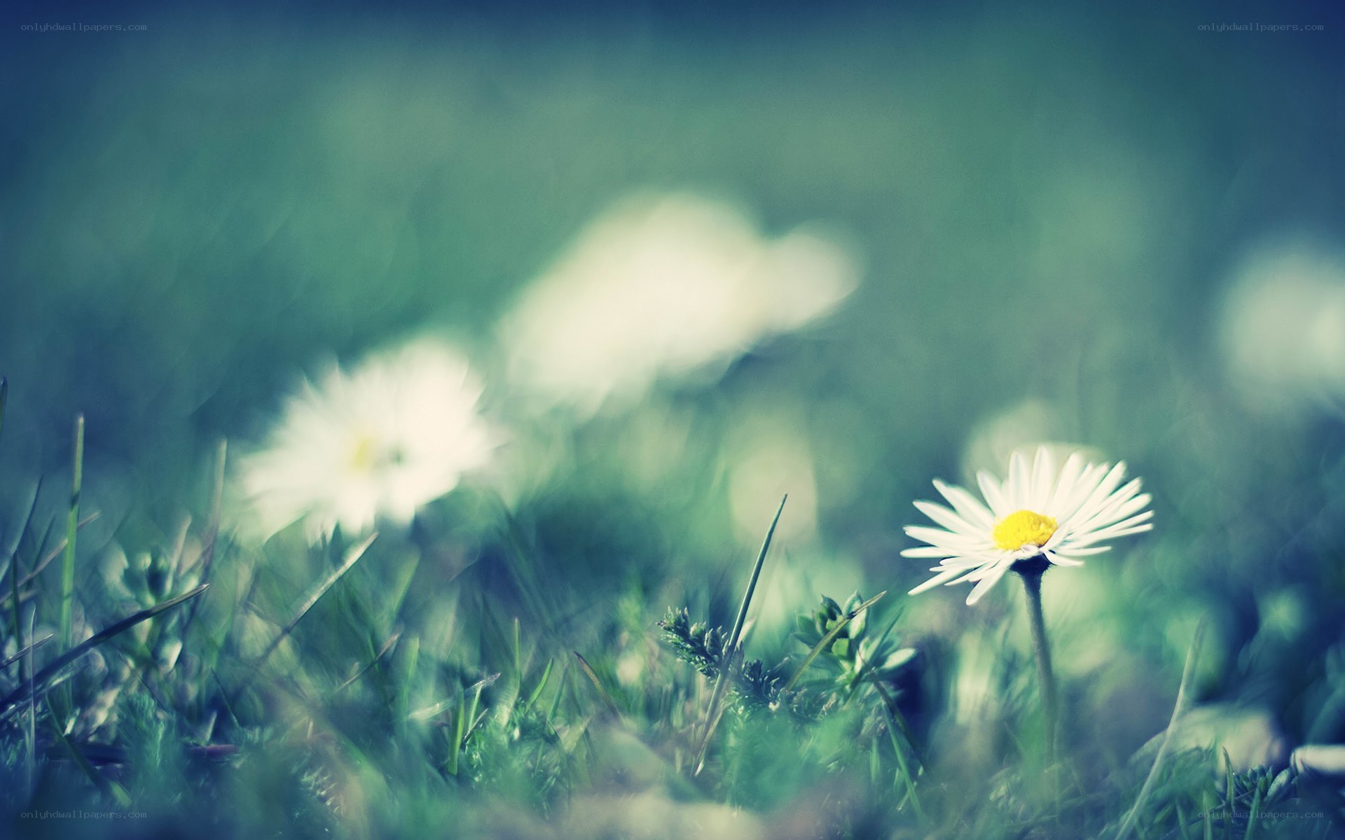 daisy in a grassy field