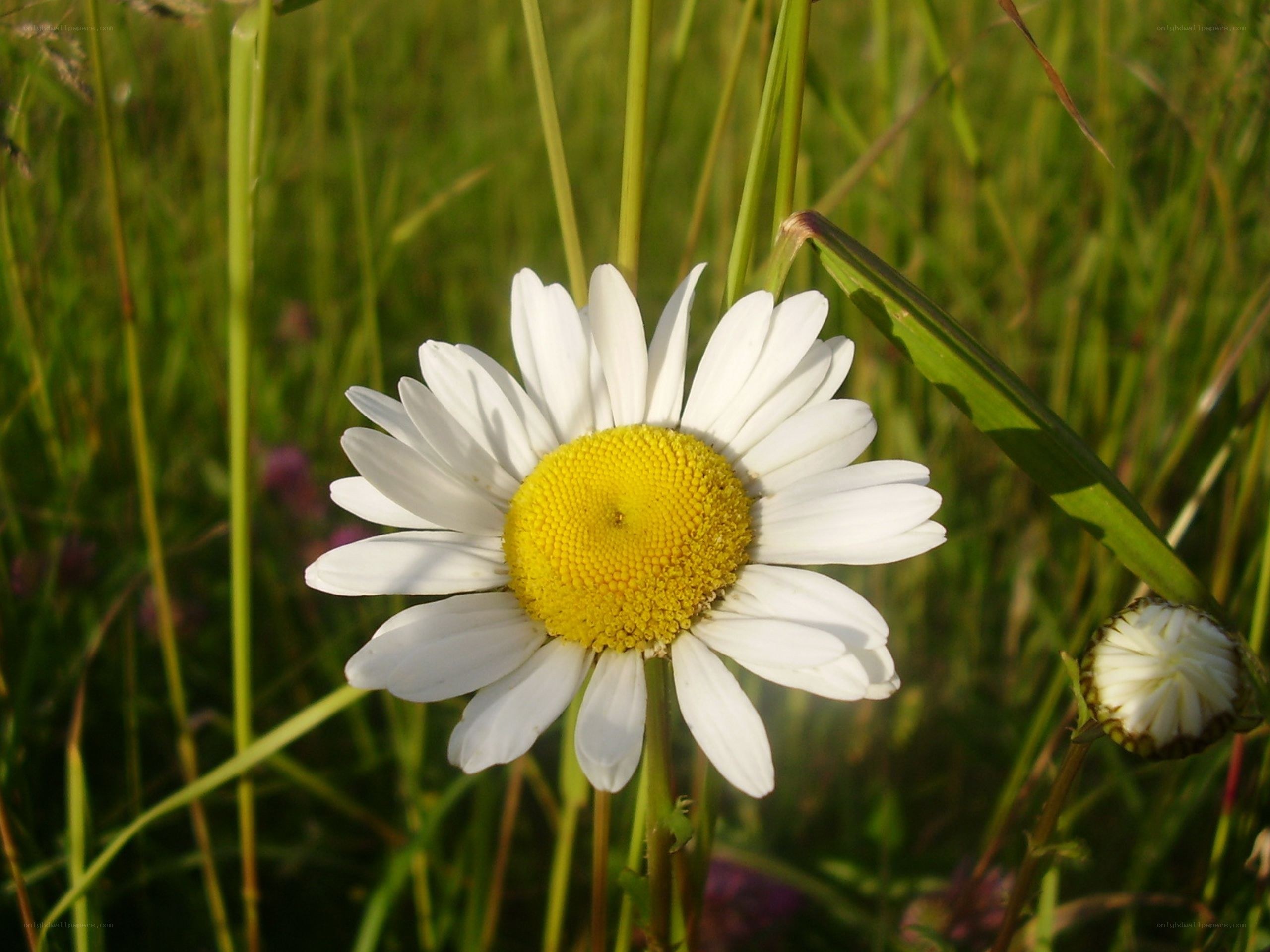 Daisy in a grassy field