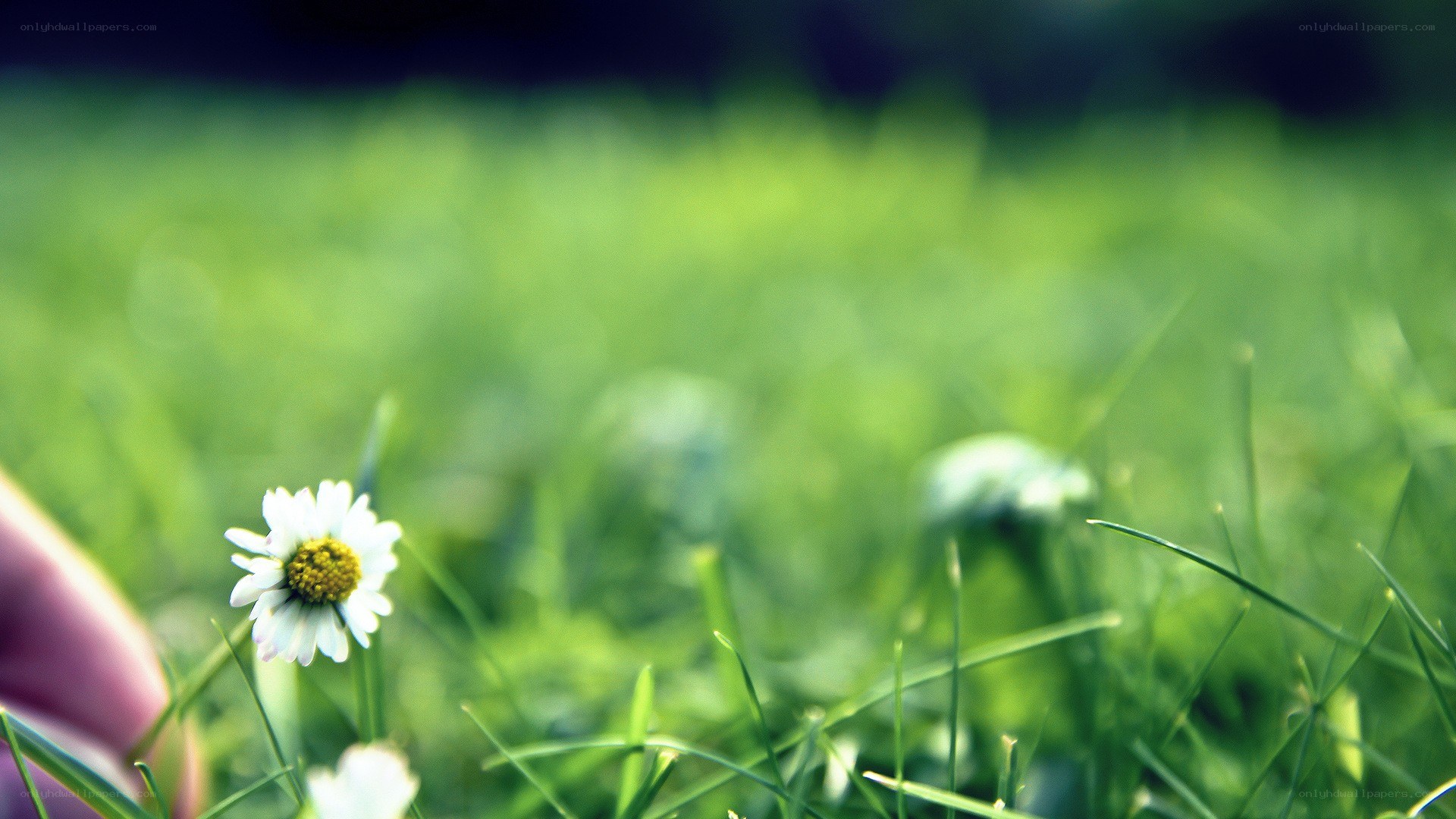 daisy in a grassy field