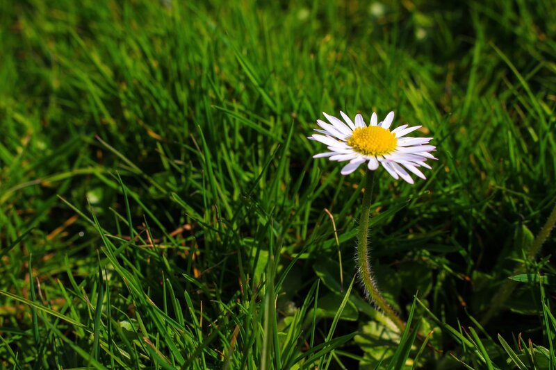 Daisy in a grassy field