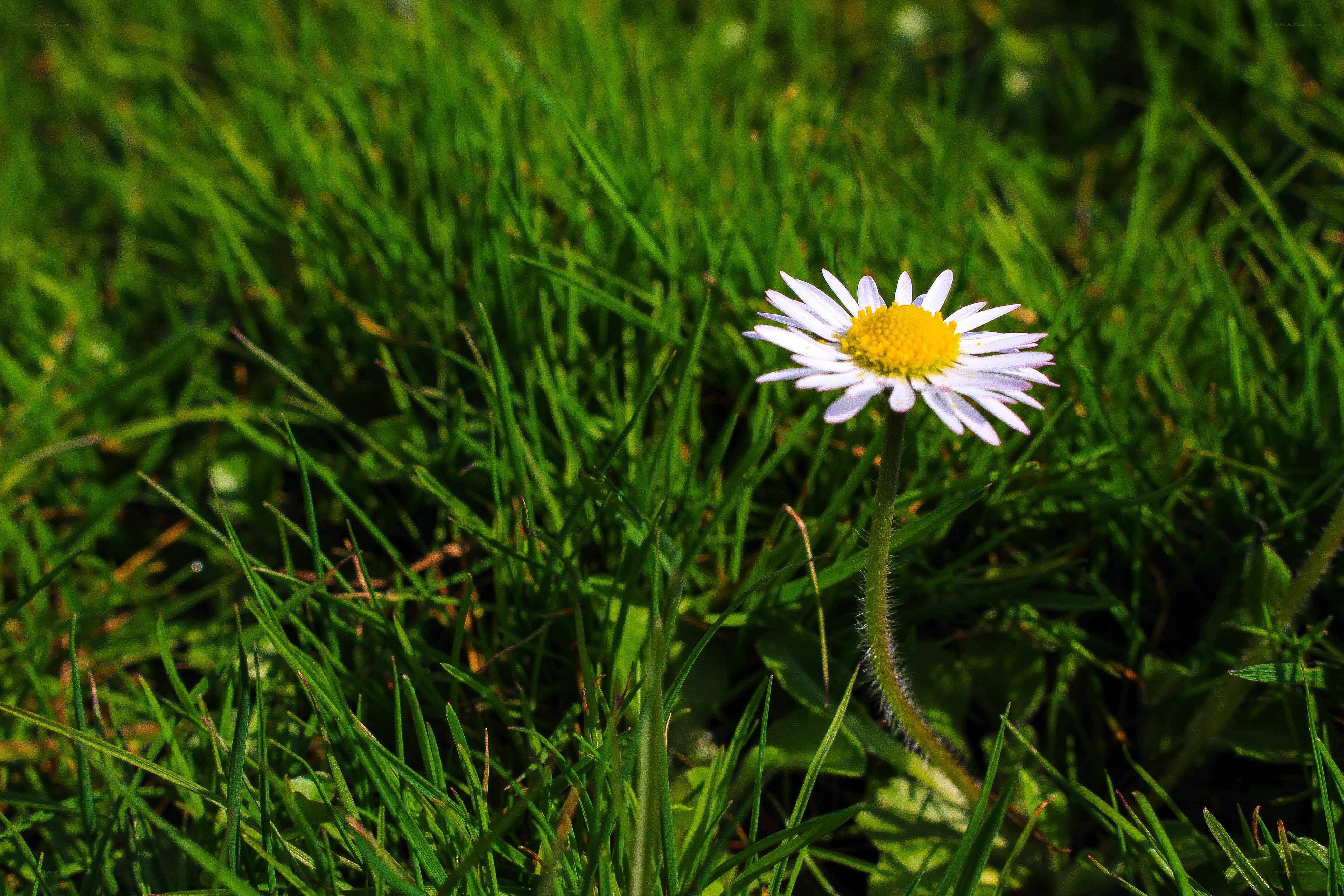 Daisy in a grassy field