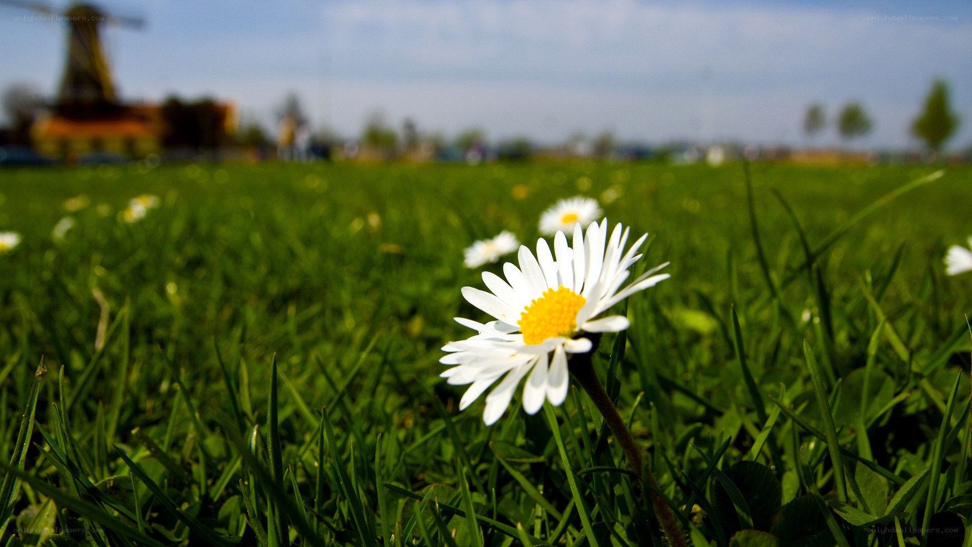 daisy in a green field