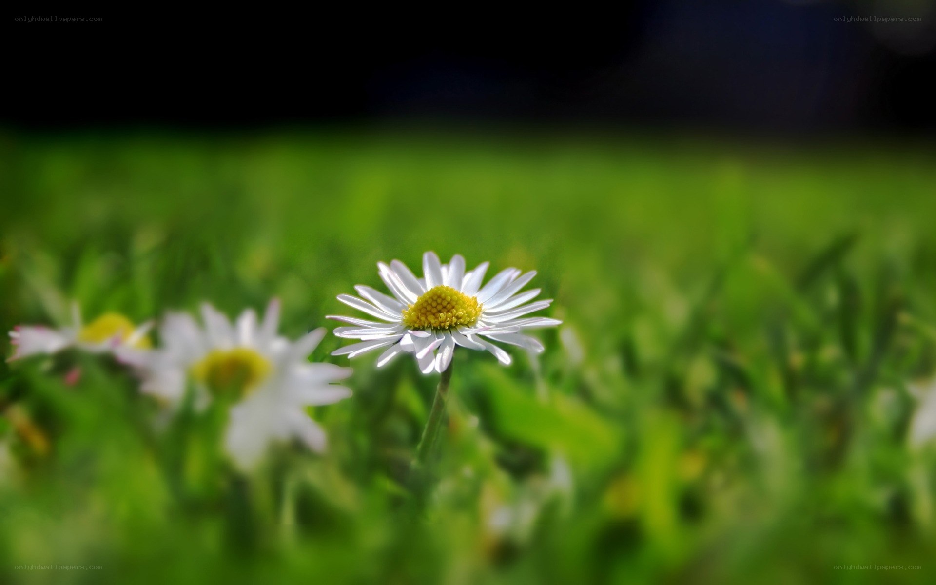 Daisy in a green field