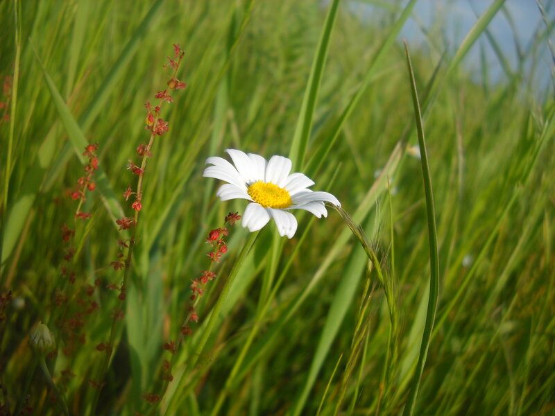 Daisy in a green field