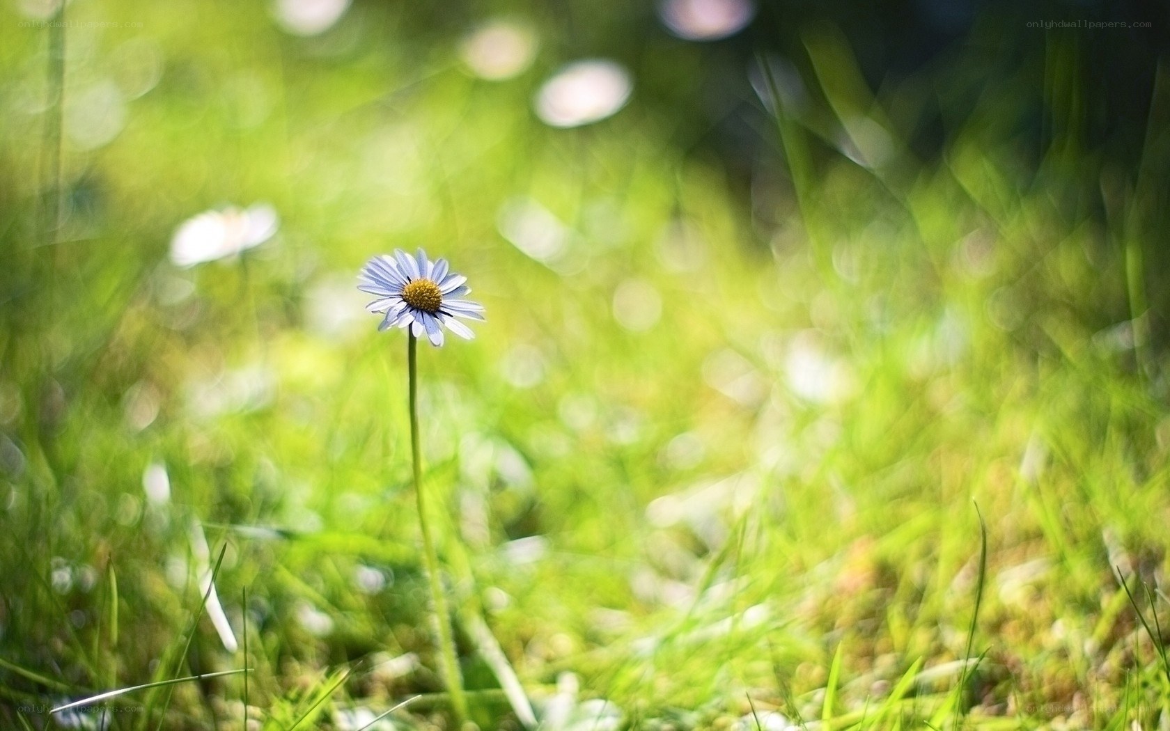daisy in a green field