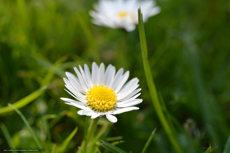 Daisy in a green field
