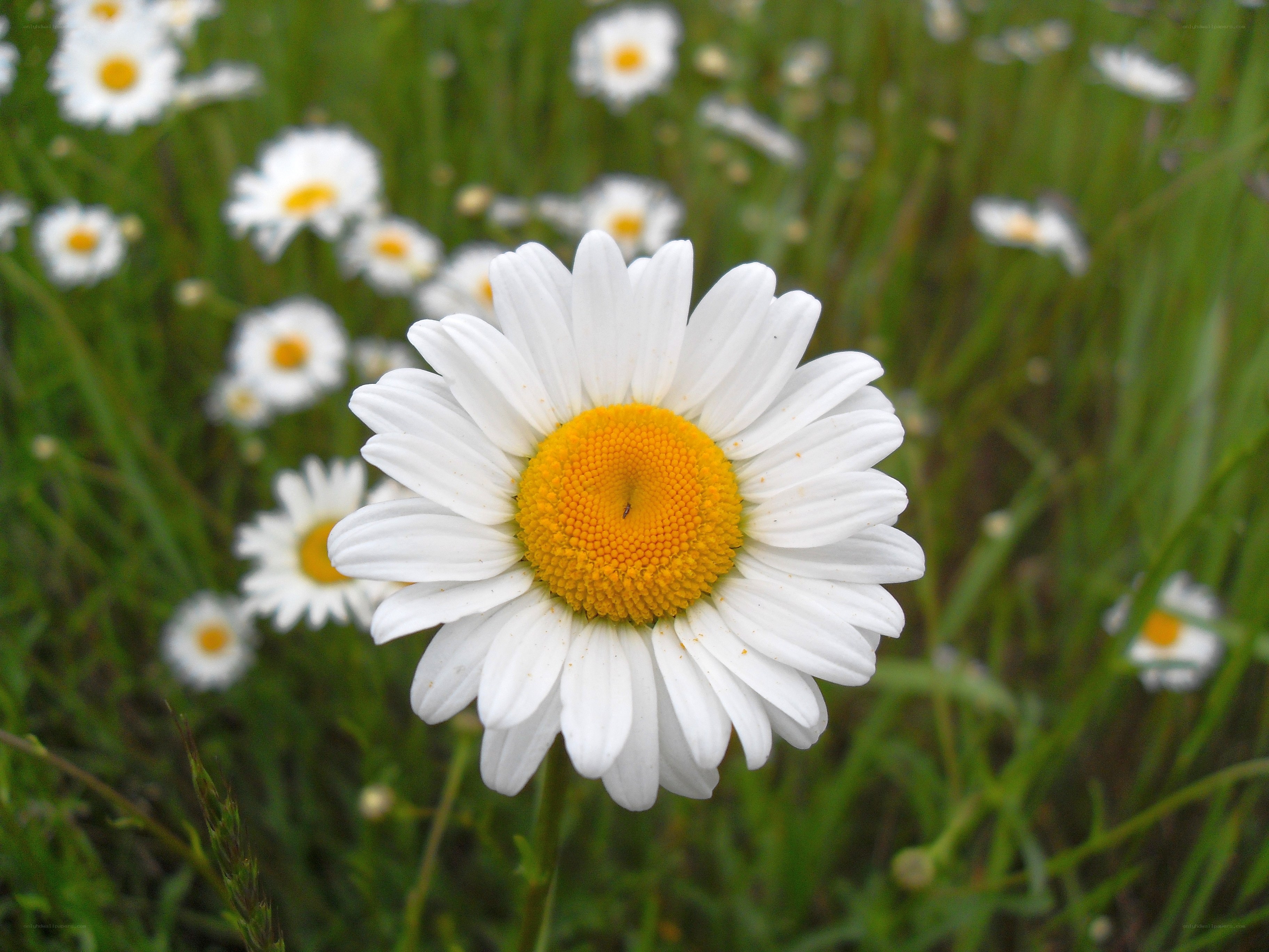 Daisy in a green field