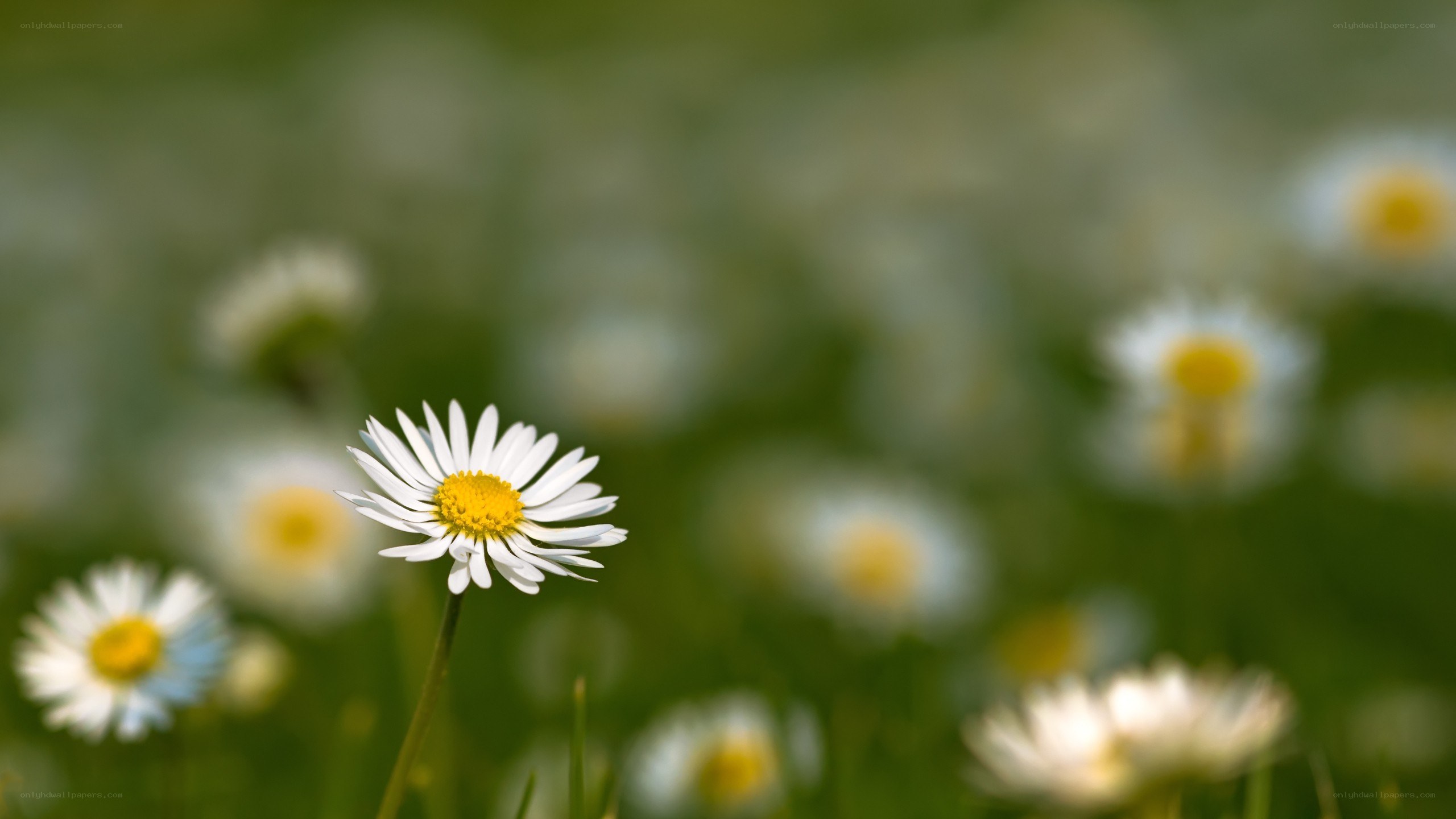 daisy in a green field