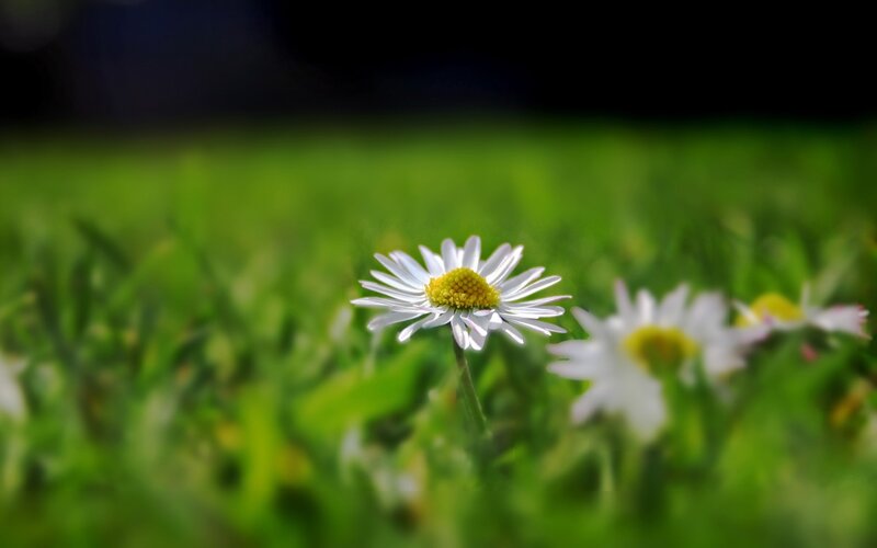 Daisy in a green field