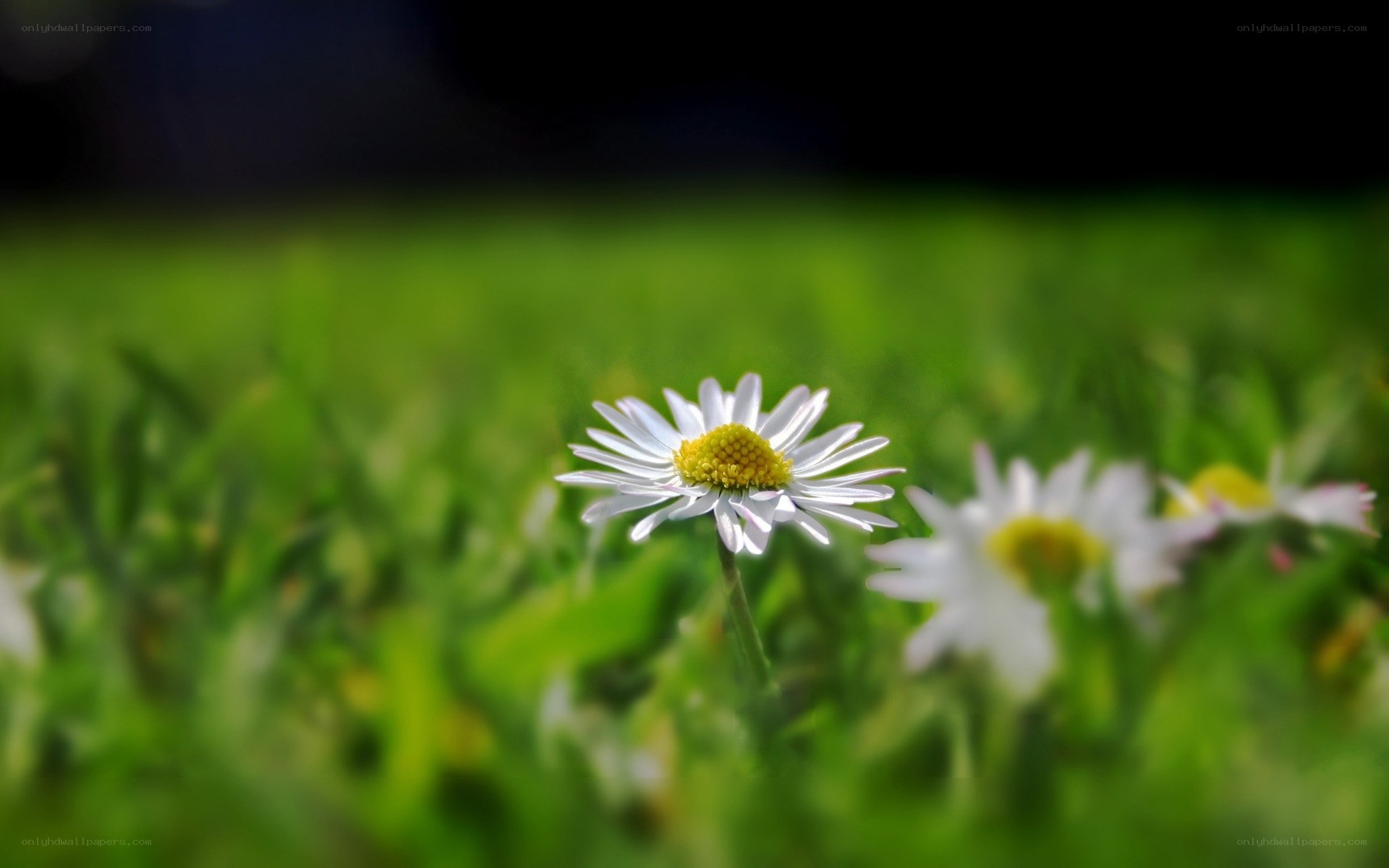 Daisy in a green field
