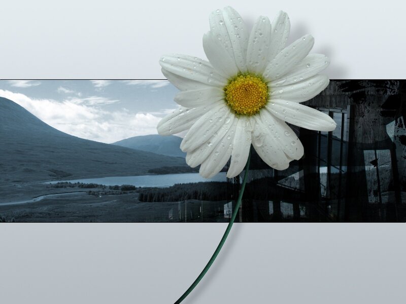 Daisy in a landscape