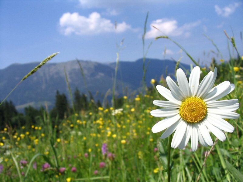 Daisy in a mountain meadow