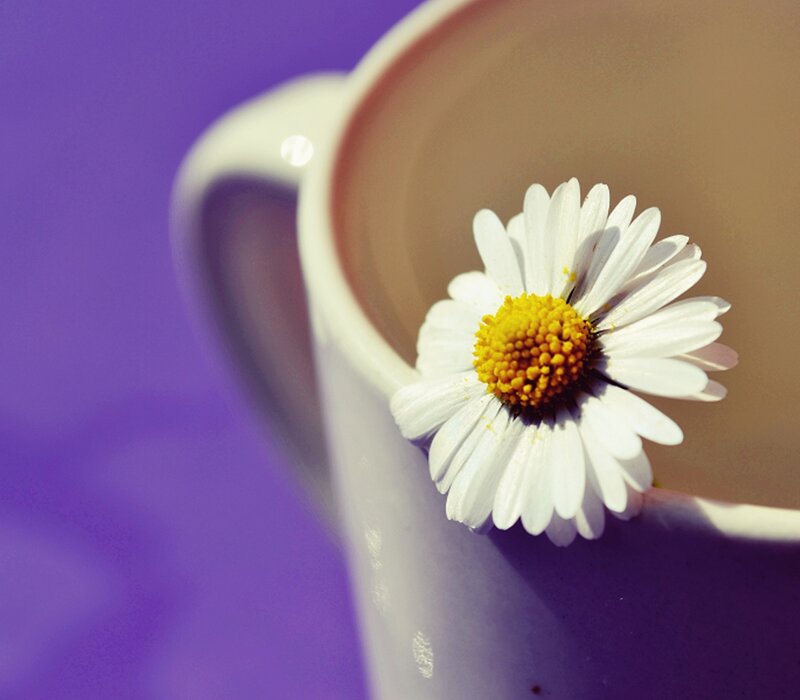 Daisy in a Mug