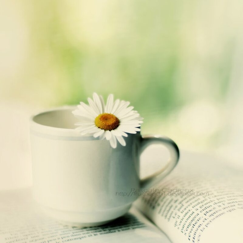 Daisy in a Mug — White, Serene