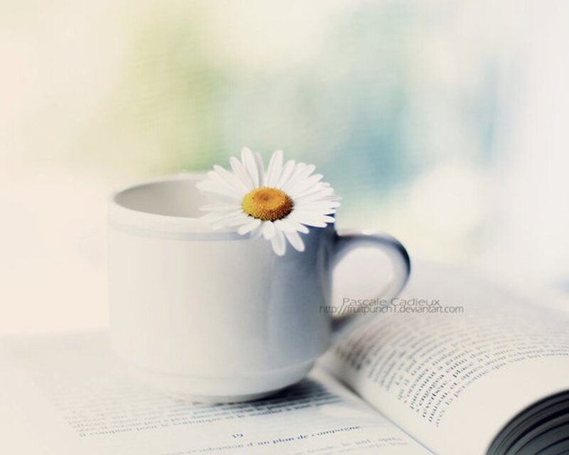 Daisy in a Mug — White