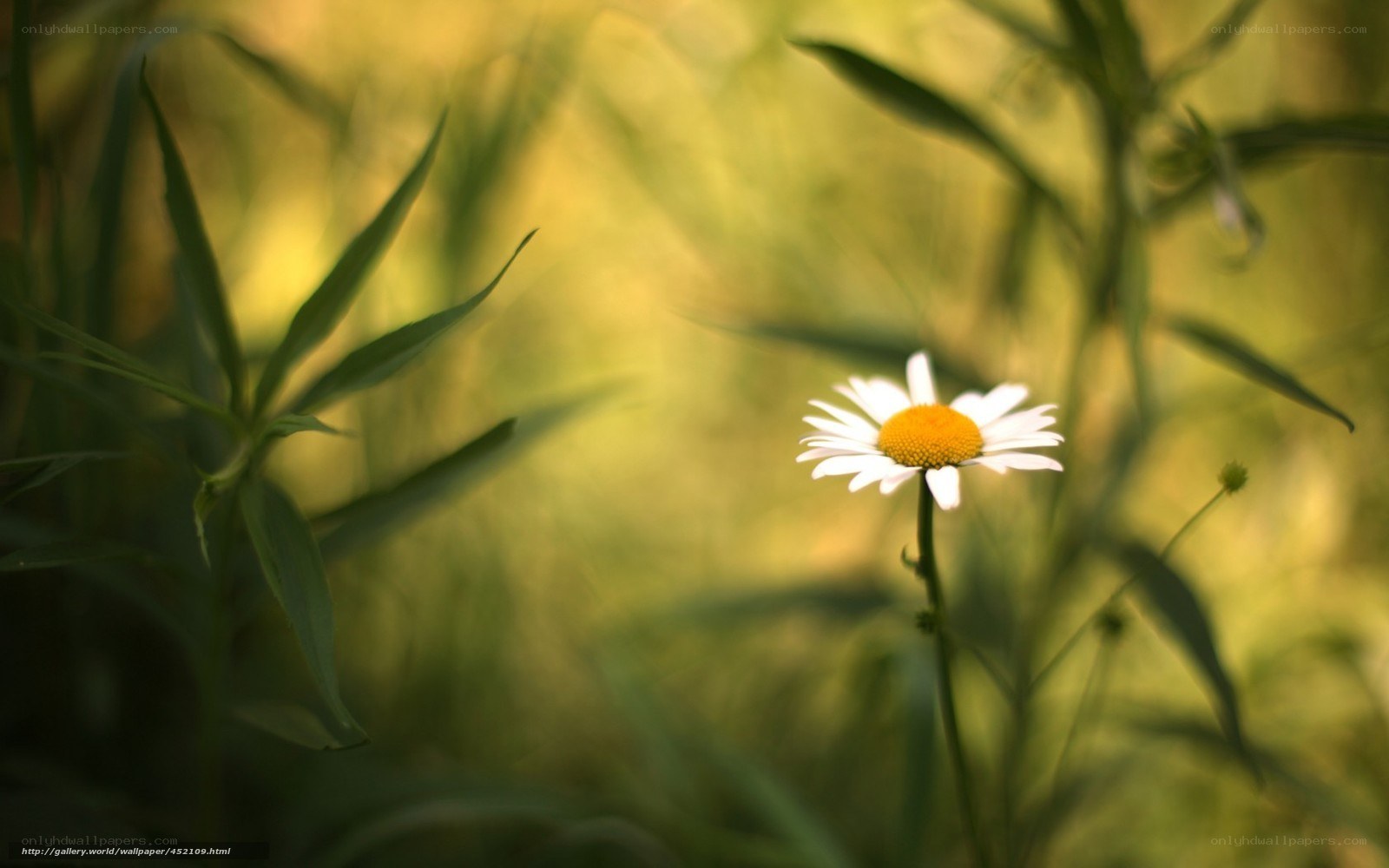 Daisy in a sunlit field