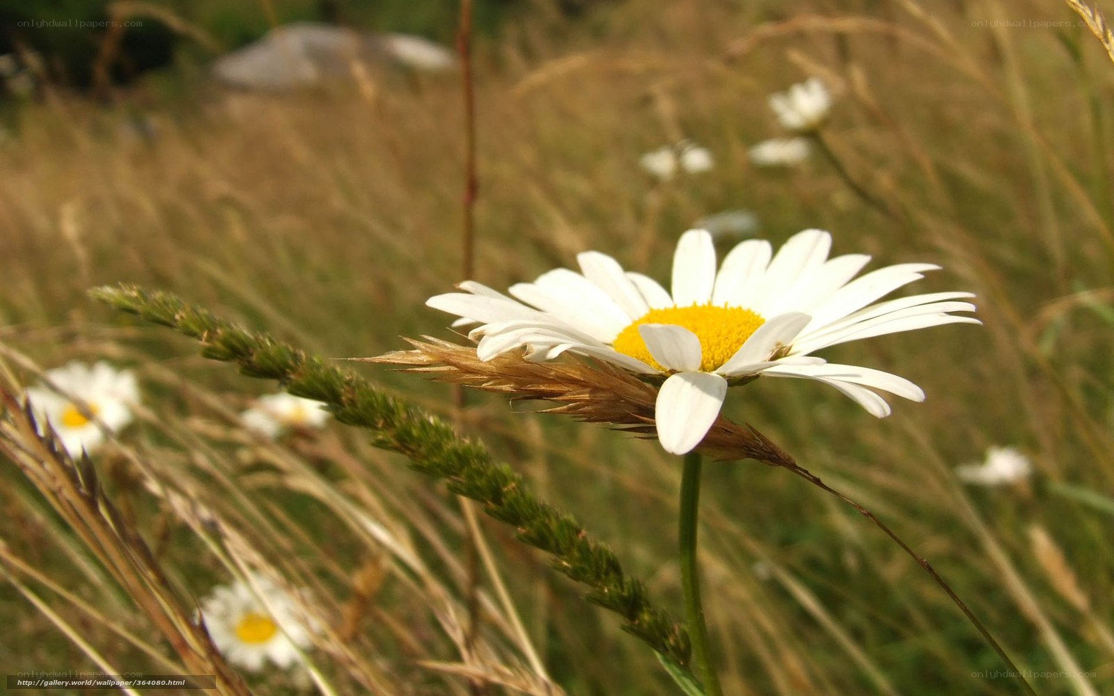Daisy in a sunlit field