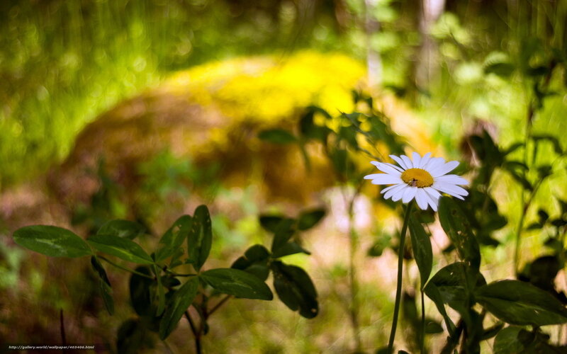 Daisy in a sunlit forest