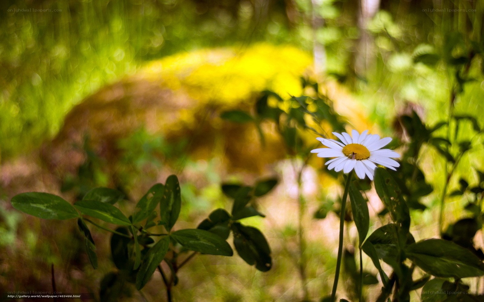 Daisy in a sunlit forest